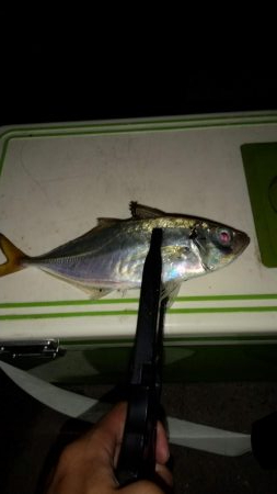 短時間アジング